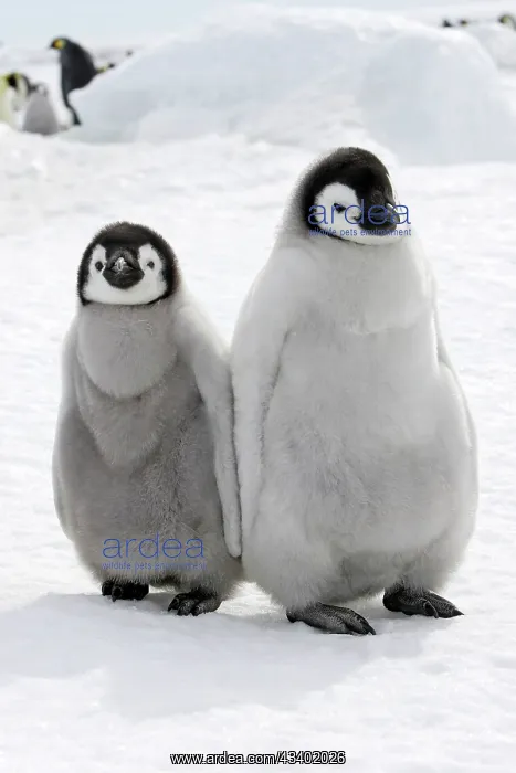 : Emperor Penguin - two chicks : Emperor Penguin - two chicks