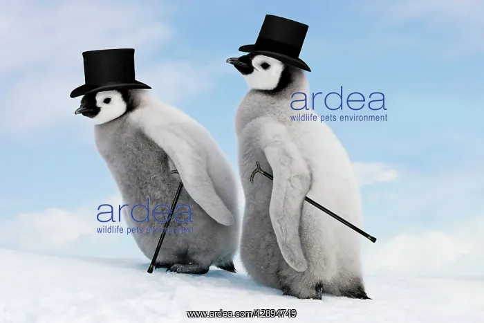 : Emperor Penguin - two chicks with top hats and canes : Emperor Penguin - two chicks with top hats and canes