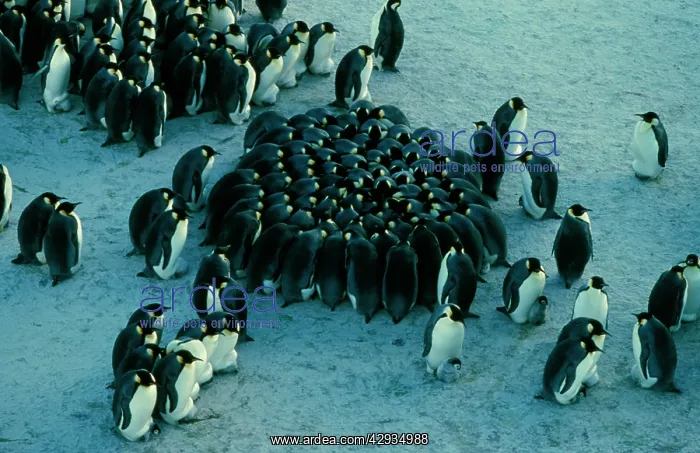  : Emperor penguin - chicks huddled together for warmth