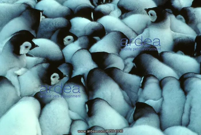 : Emperor penguin - chicks huddled for warmth : Emperor penguin - chicks huddled for warmth
