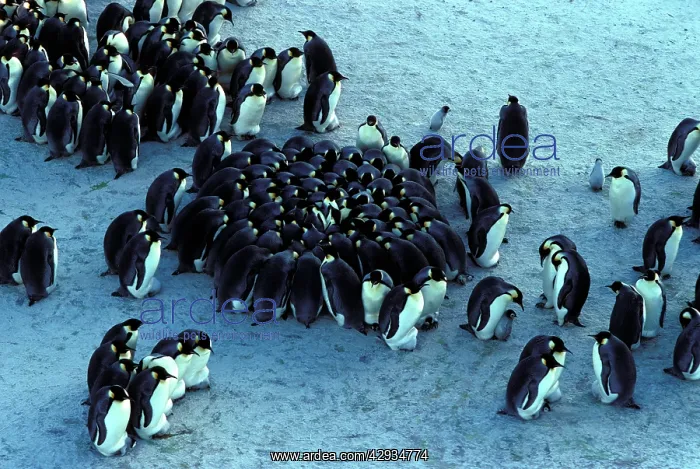 : Emperor penguin - chicks huddling for warmth : Emperor penguin - chicks huddling for warmth