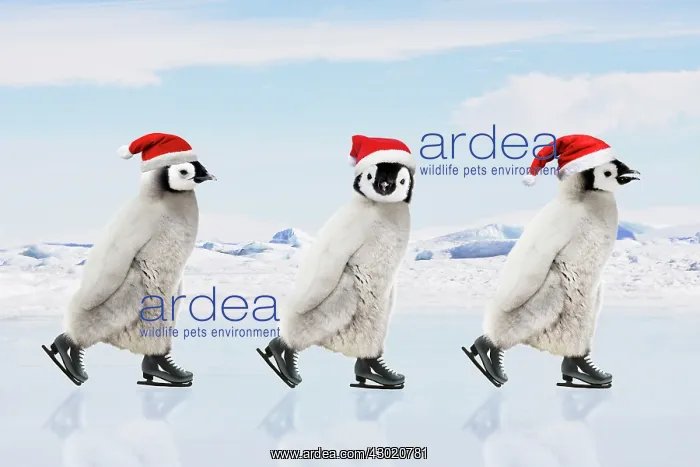 : Emperor Penguin - three chicks ice skating