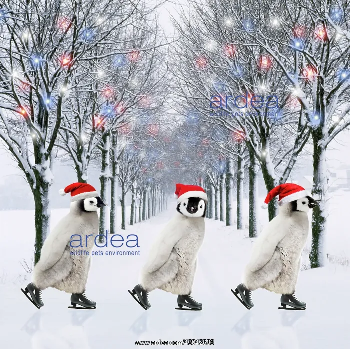: Emperor Penguin, three chicks ice skating wearing : Emperor Penguin, three chicks ice skating wearing