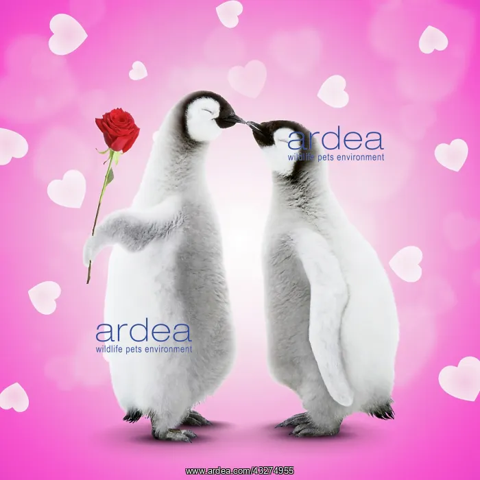 : Two Emperor Penguin chicks kissing and giving a rose with he : Two Emperor Penguin chicks kissing and giving a rose with he