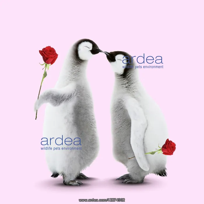 : Two Emperor Penguin chicks kissing and giving a rose : Two Emperor Penguin chicks kissing and giving a rose