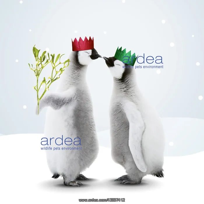 : Emperor Penguin, two chicks kissing one holding : Emperor Penguin, two chicks kissing one holding