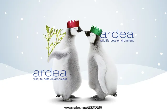  : Emperor Penguin, two chicks kissing one holding