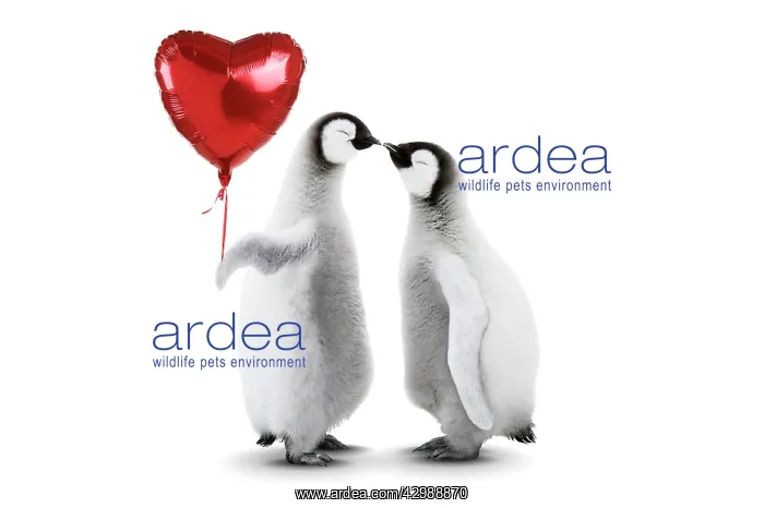 : Emperor Penguin, two chicks kissing holding heart : Emperor Penguin, two chicks kissing holding heart