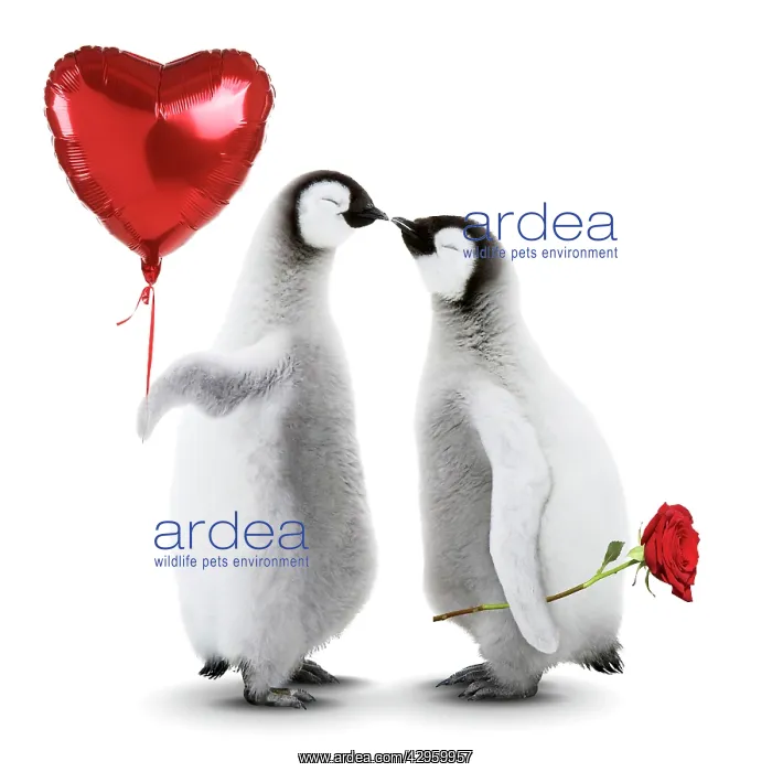: Emperor Penguin, two chicks kissing holding heart shaped hel : Emperor Penguin, two chicks kissing holding heart shaped hel