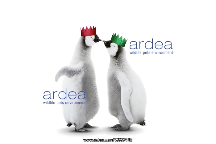: Emperor Penguin, two chicks kissing wearing Christmas : Emperor Penguin, two chicks kissing wearing Christmas