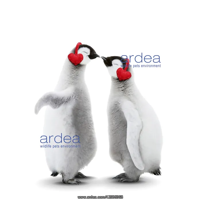 : Emperor Penguin, two chicks kissing wearing heart-shaped : Emperor Penguin, two chicks kissing wearing heart-shaped