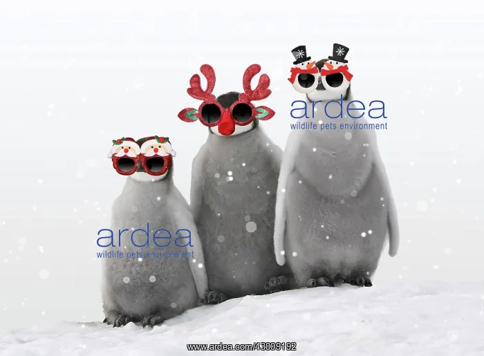: Emperor Penguin, chicks wearing Christmas glasses : Emperor Penguin, chicks wearing Christmas glasses