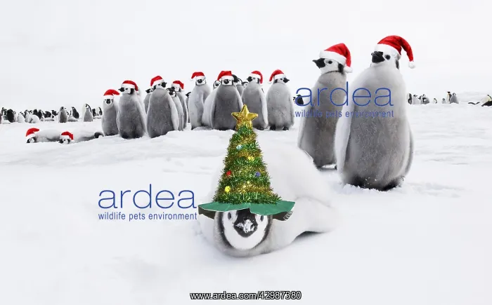 : Emperor Penguin, chicks, wearing Christmas hats : Emperor Penguin, chicks, wearing Christmas hats