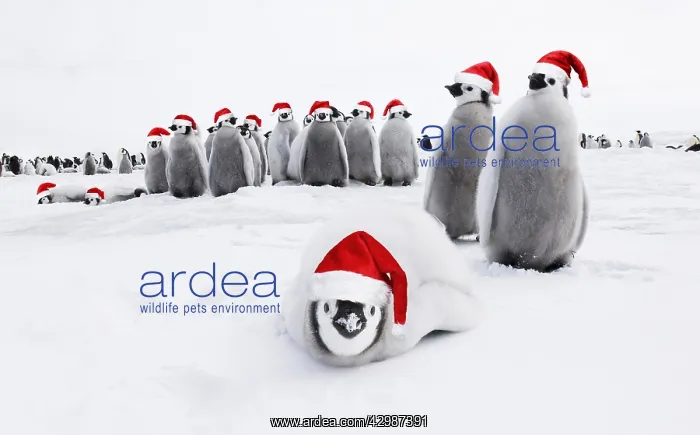 : Emperor Penguin, chicks, wearing Christmas hats : Emperor Penguin, chicks, wearing Christmas hats