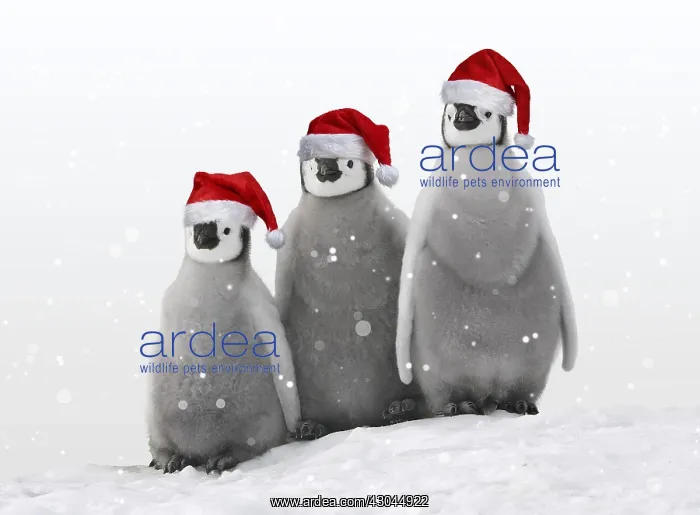 : Emperor Penguin, chicks wearing Christmas hats : Emperor Penguin, chicks wearing Christmas hats