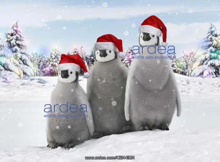 : Emperor Penguin, chicks wearing Christmas hats : Emperor Penguin, chicks wearing Christmas hats