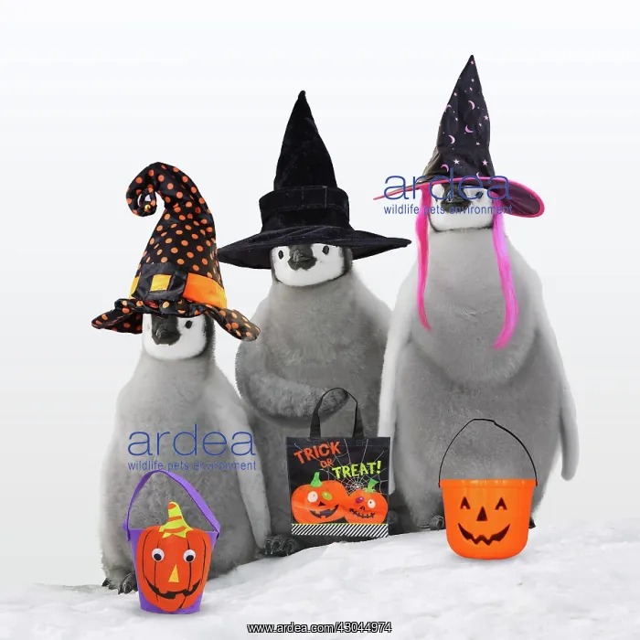 : Emperor Penguin, chicks wearing Halloween witches : Emperor Penguin, chicks wearing Halloween witches