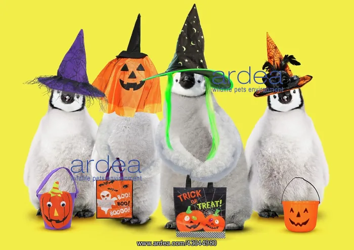 : Emperor Penguin, chicks wearing Halloween witches : Emperor Penguin, chicks wearing Halloween witches