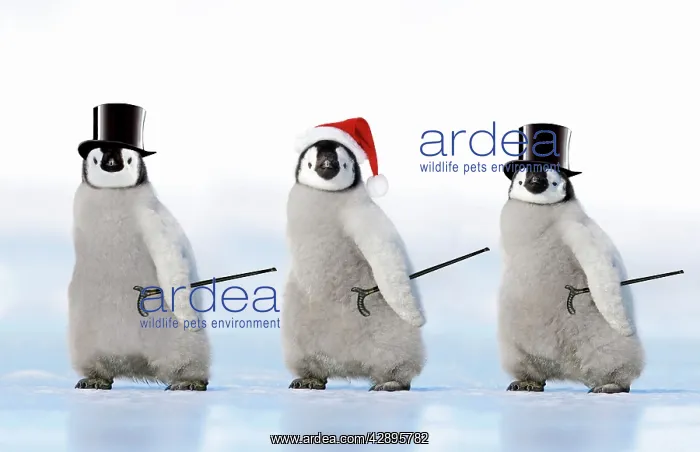 : Emperor Penguin - three chicks wearing a top hat : Emperor Penguin - three chicks wearing a top hat