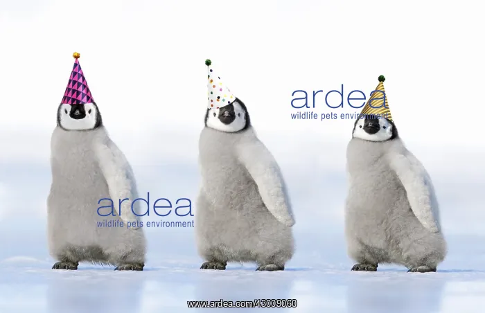 : Emperor Penguin, three chicks wearing party hats : Emperor Penguin, three chicks wearing party hats