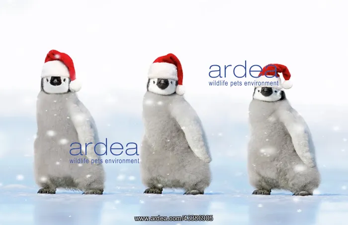 : Emperor Penguin, three chicks wearing red Christ : Emperor Penguin, three chicks wearing red Christ
