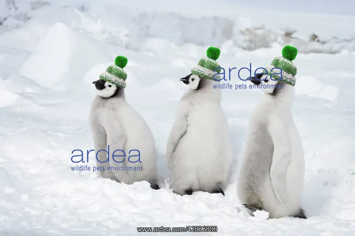 : Emperor Penguin - Chicks wearing woolly hats : Emperor Penguin - Chicks wearing woolly hats
