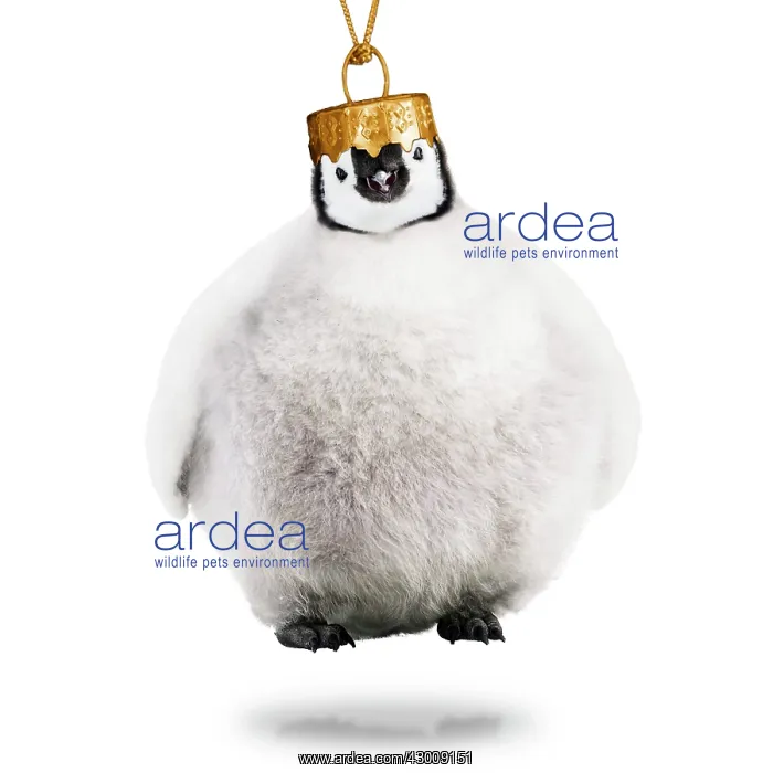 : Emperor Penguin, Christmas bauble : Emperor Penguin, Christmas bauble
