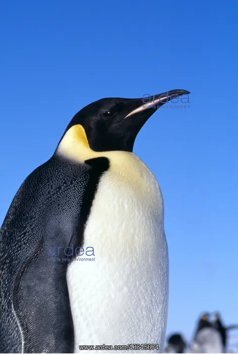 : Emperor PENGUIN - close-up : Emperor PENGUIN - close-up