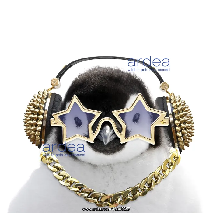 : Emperor Penguin, close-up of chick with gold : Emperor Penguin, close-up of chick with gold