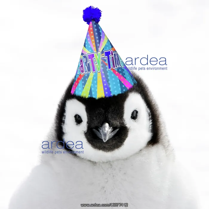 : Emperor Penguin - close-up of chick wearing a blue party hat : Emperor Penguin - close-up of chick wearing a blue party hat