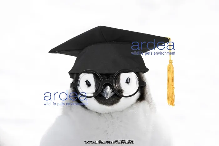 : Emperor Penguin, close-up of chick wearing glasses : Emperor Penguin, close-up of chick wearing glasses