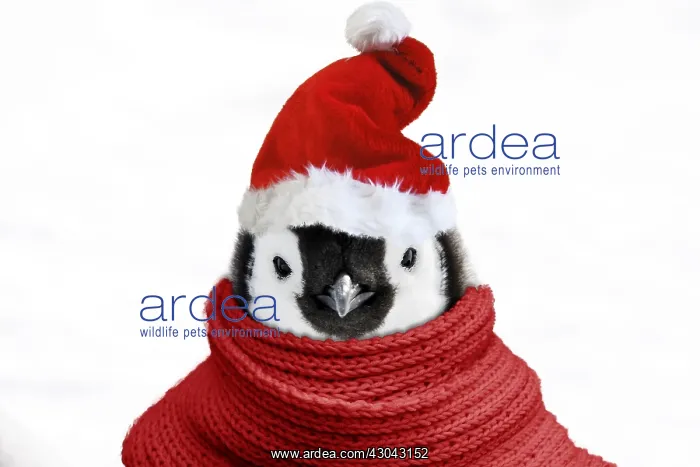 : Emperor Penguin - close-up of chick wearing a red : Emperor Penguin - close-up of chick wearing a red