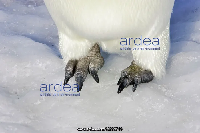 : Emperor Penguin - Close-up of feet : Emperor Penguin - Close-up of feet