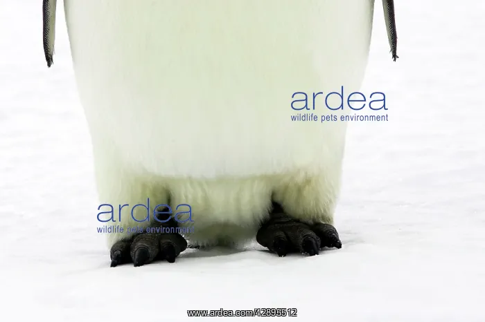 : Emperor Penguin - close-up of feet : Emperor Penguin - close-up of feet