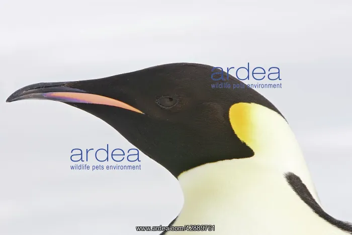 : Emperor Penguin - Close-up of head : Emperor Penguin - Close-up of head