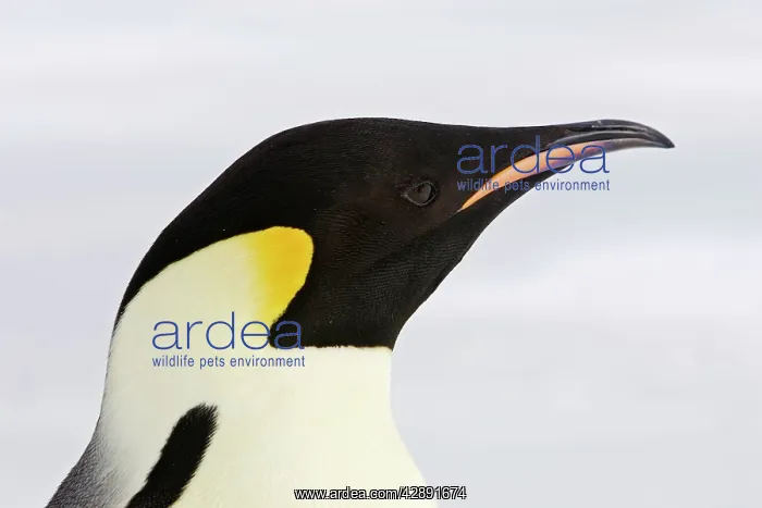 : Emperor Penguin - close-up of head : Emperor Penguin - close-up of head