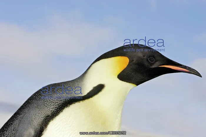 : Emperor Penguin - close-up of head : Emperor Penguin - close-up of head