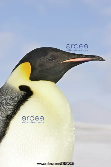 : Emperor Penguin - close-up of head : Emperor Penguin - close-up of head