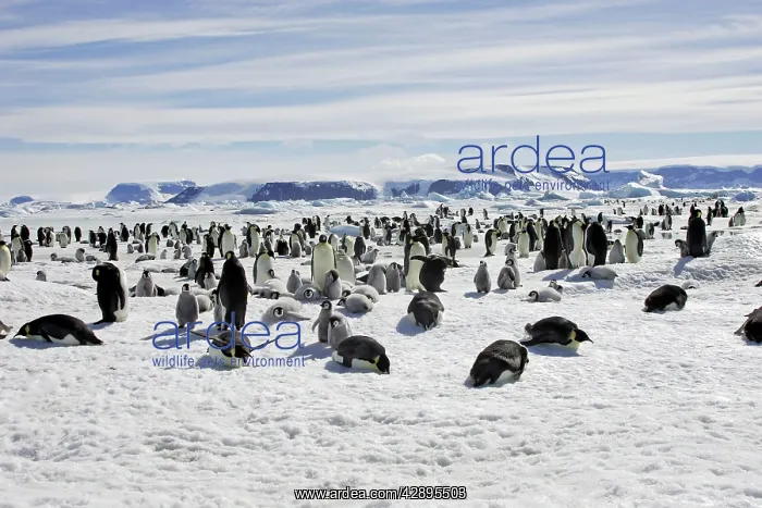 : Emperor Penguin - colony : Emperor Penguin - colony