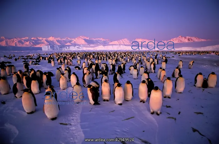 : Emperor penguin - colony : Emperor penguin - colony