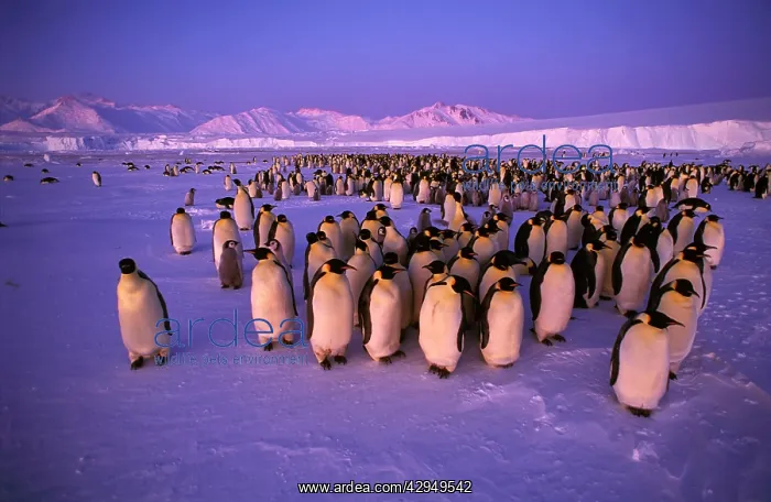 : Emperor penguin - colony : Emperor penguin - colony