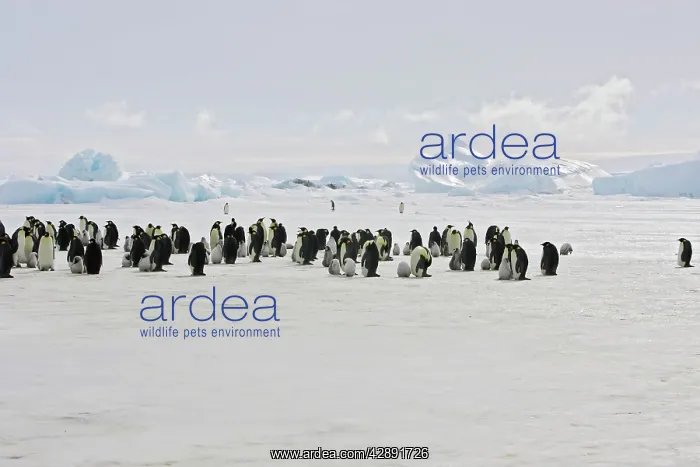 : Emperor Penguin - colony of adults and chicks : Emperor Penguin - colony of adults and chicks