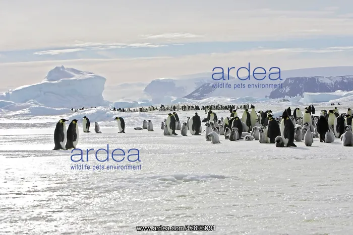 : Emperor Penguin - colony adults and chicks : Emperor Penguin - colony adults and chicks