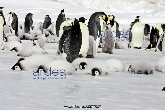 : Emperor Penguin - colony of adults and chicks resting : Emperor Penguin - colony of adults and chicks resting