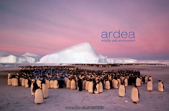 : Emperor penguin - colony in winter : Emperor penguin - colony in winter