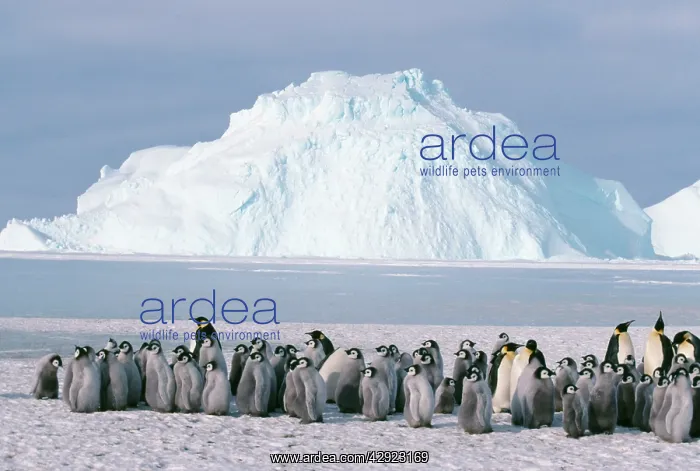 : Emperor Penguin - Creche & Adult : Emperor Penguin - Creche & Adult