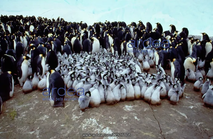 : Emperor Penguin - Creche & Adult birds : Emperor Penguin - Creche & Adult birds