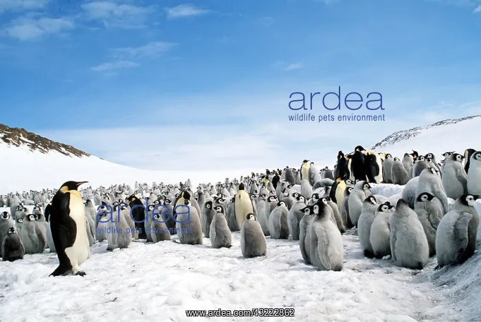 : EMPEROR PENGUIN - creche, adult and young : EMPEROR PENGUIN - creche, adult and young