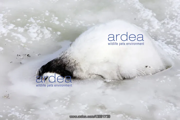 : Emperor Penguin - dead frozen chick : Emperor Penguin - dead frozen chick