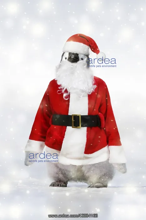 : Emperor Penguin, dressed as Father Christmas in winter snow : Emperor Penguin, dressed as Father Christmas in winter snow